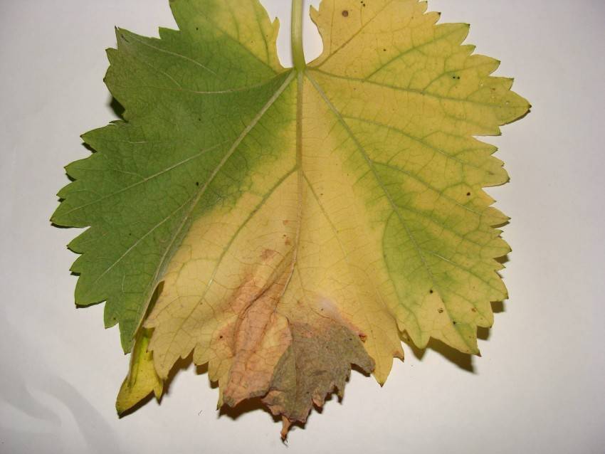Почему у винограда вянут листья, сохнут по краям и скручиваются, что делать