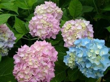 Как ухаживать за гортензией садовой: почему не цветет, как поменять цвет и многое другое