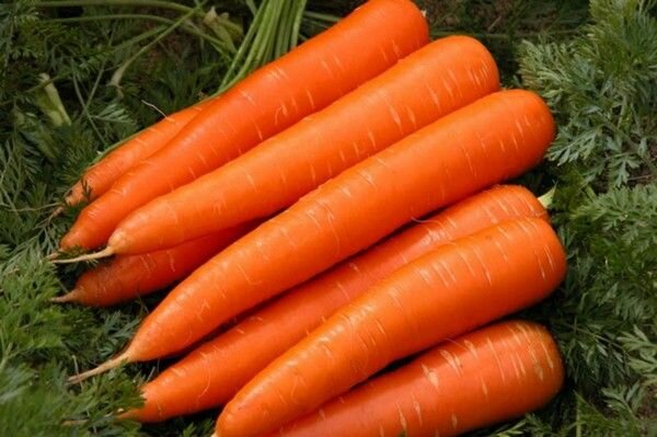 Морковь посадка и уход в открытом грунте подкормка золой