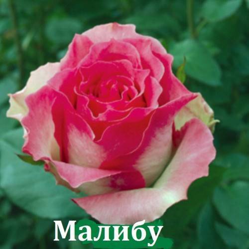 Розы чайно-гибридные: характеристика сортов