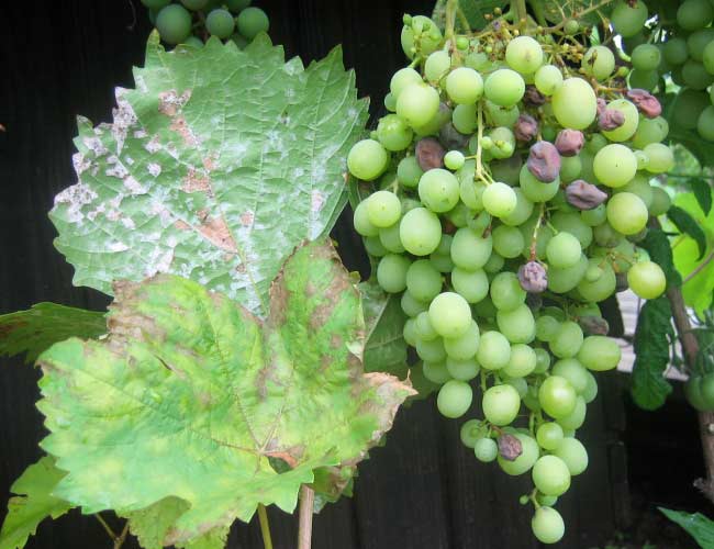 Болезни винограда: описание заболевания, меры борьбы и фото