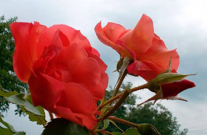 Плетистые розы: уход и выращивание