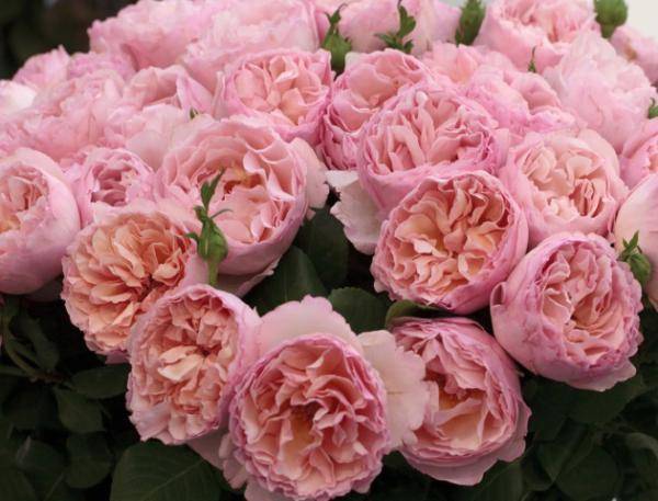 Выращивание розы сорта юбилей принца монако: как ухаживать за флорибундой