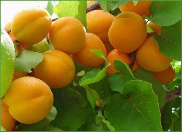Самоплодные сорта абрикоса