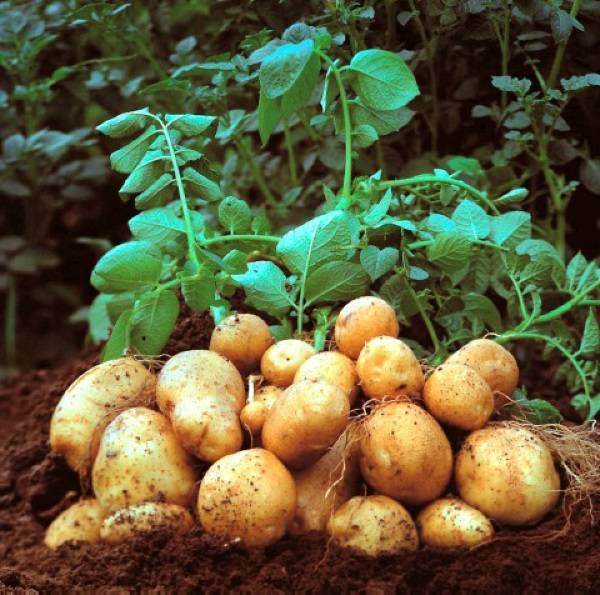 Сорт картофеля «ривьера» – описание и фото