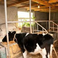 Сарай для коровы своими руками: особенности строительства и оборудования