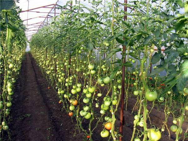 Нужно ли обрывать нижние листья у томатов: как и когда обрезать листву помидор