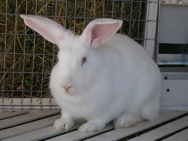 Описание пород кроликов с фотографиями