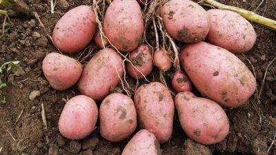 Находка для огородников — сорт картофеля нандина. основные характеристики, рекомендации по уходу и выращиванию