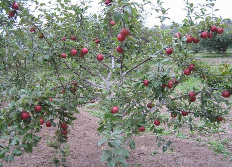 Лучшие 10 сортов яблонь для средней полосы