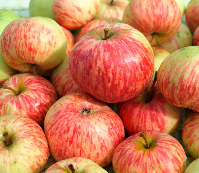 Привлекательный вид, отличный вкус и неприхотливость — яблони сорта анис