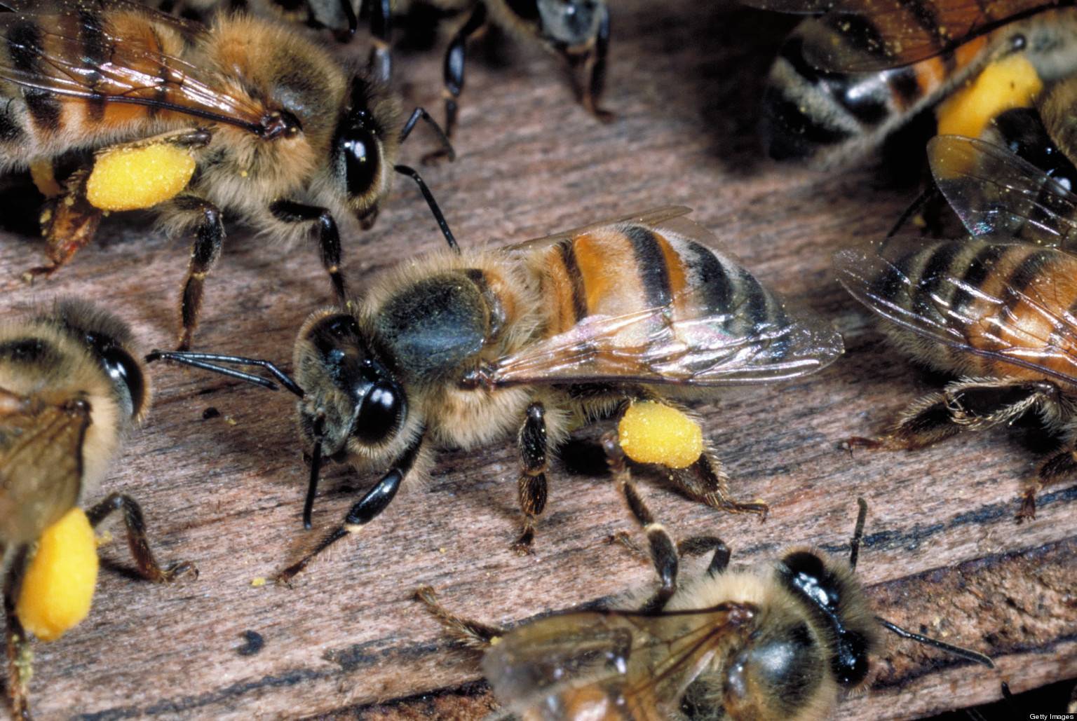 О пчелах убийцах: африканизированная пчела, африканская оса, самая опасная пчела