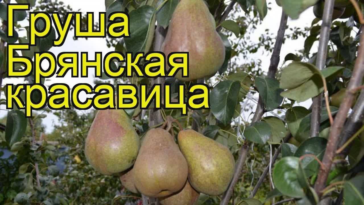 Груша сорт талгарская красавица фото и описание