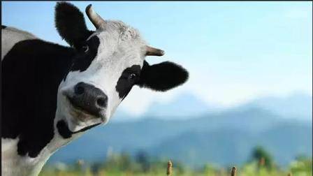 Электропастух для коров: как выбрать и как сделать?