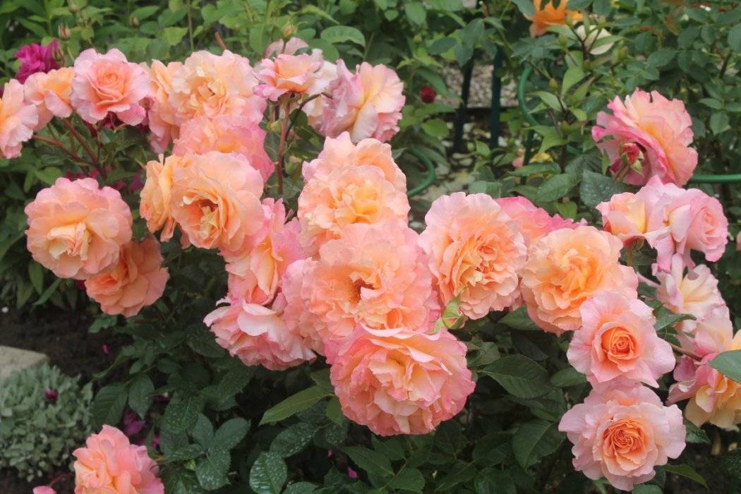 Роза августа луиза (augusta luise): описание сорта, фото, отзывы, посадка и уход