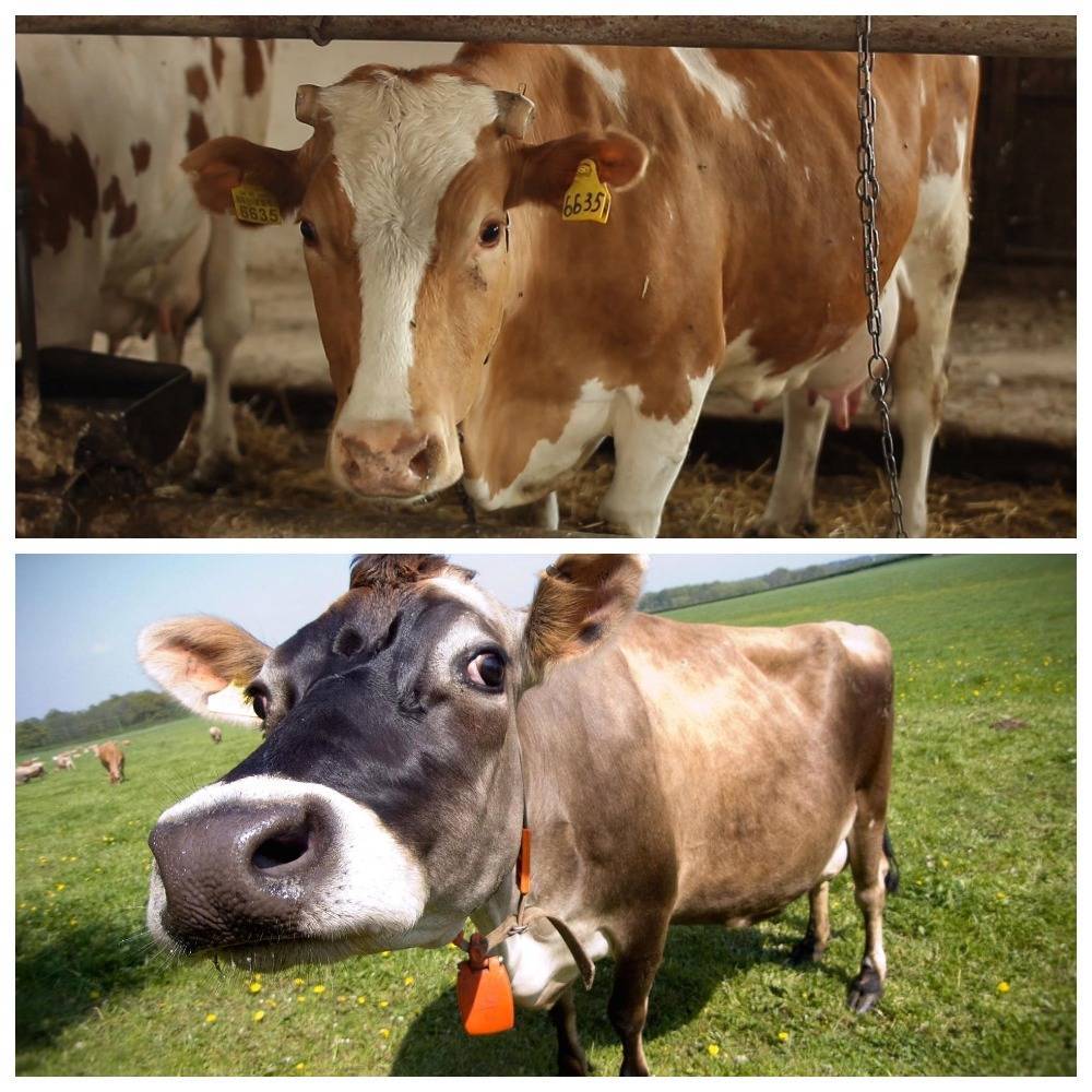У коровы нет жвачки: что делать? лечение народными средствами