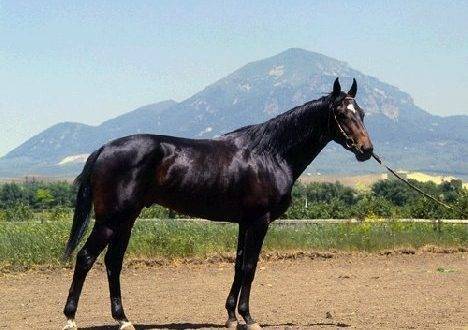 Кабардинская лошадь — википедия