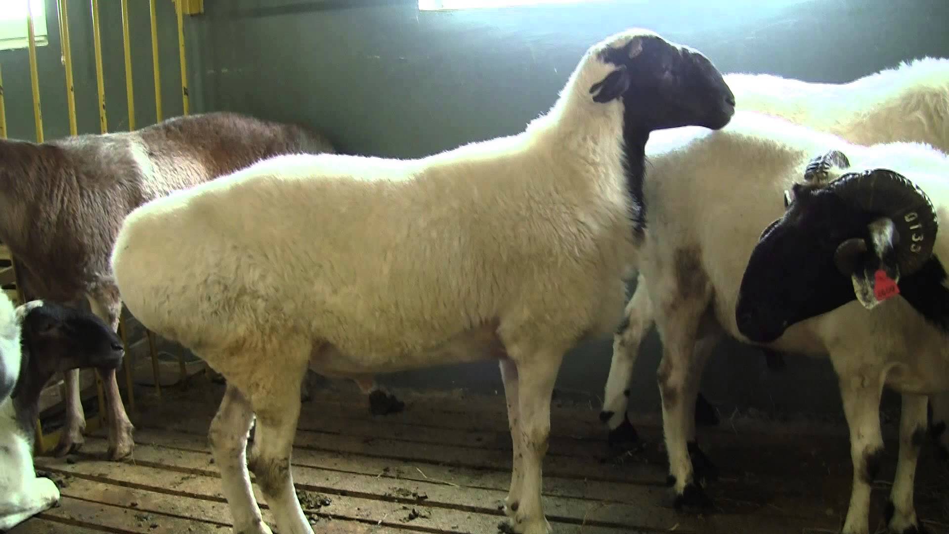 Характеристики эдильбаевской породы овец