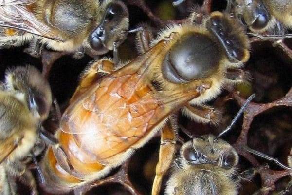 Способы и правила вывода пчелиных маток