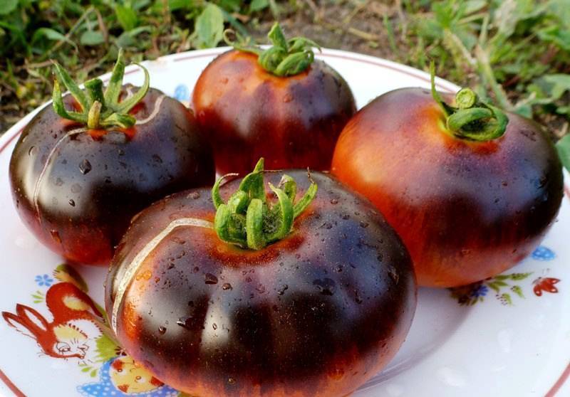 Фото, отзывы, описание, характеристика и урожайность сорта помидора «черный принц»