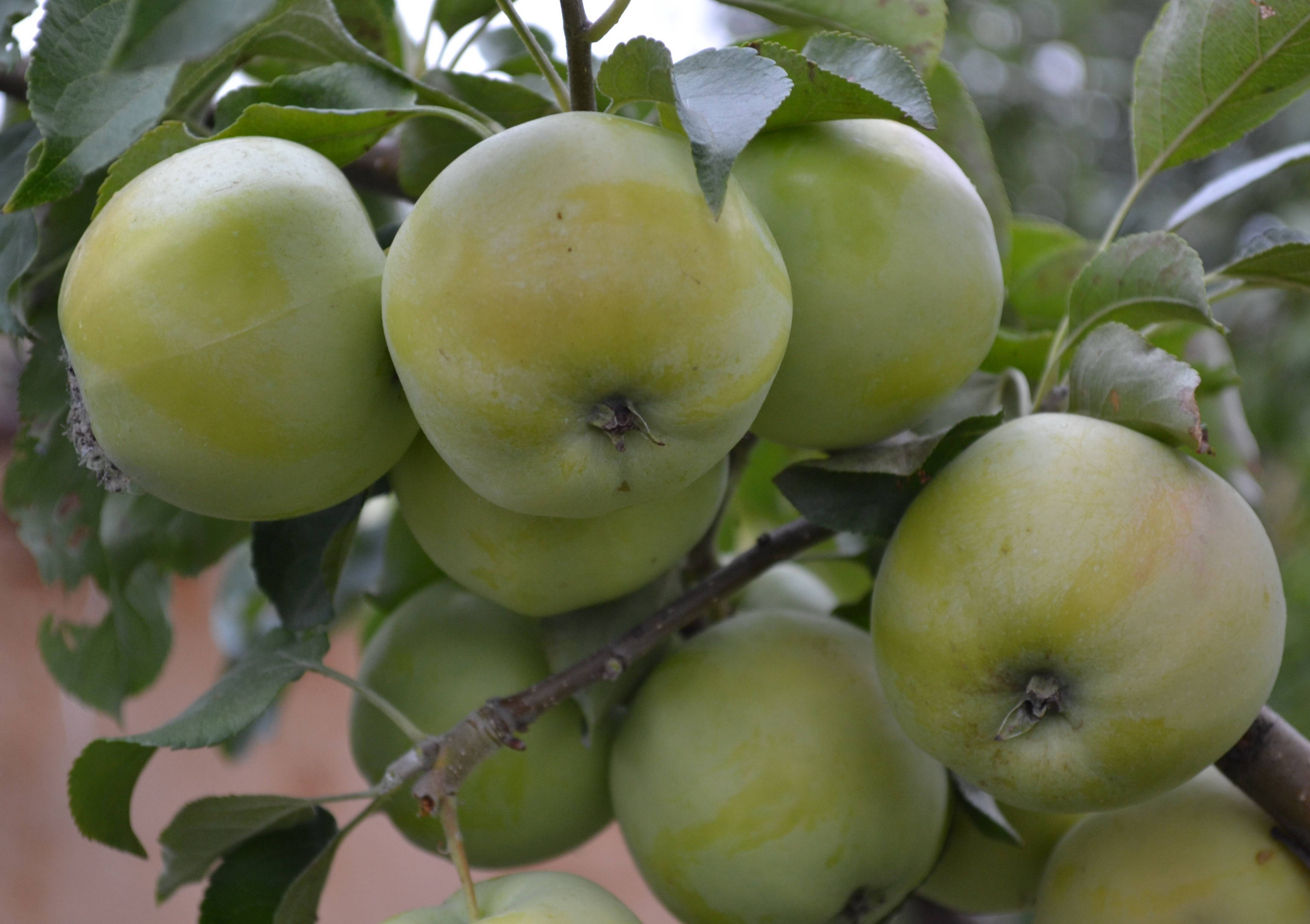 Яблоня зимостойкая башкирский красавец: описание сорта, характеристики, выращивание