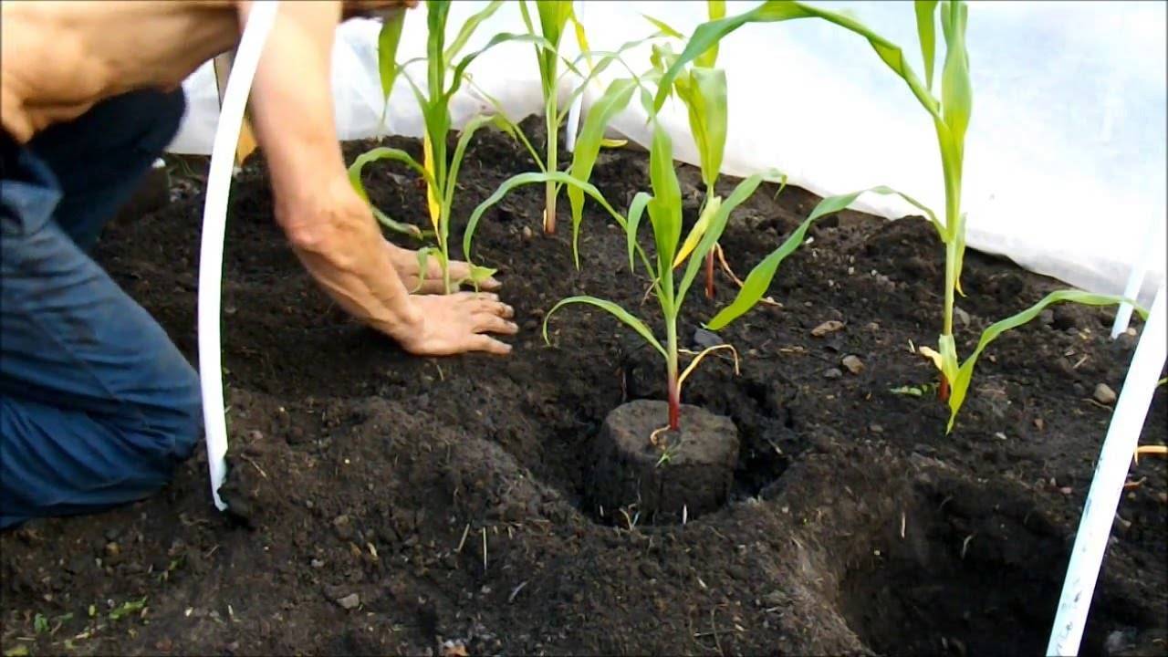 О посадке кукурузы на рассаду: как сеять семена в домашних условиях