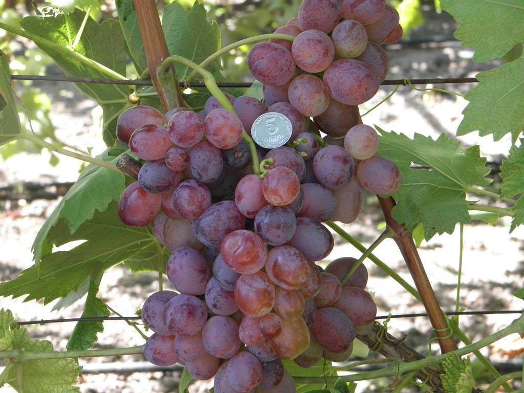 Кардинал — описание сорта винограда