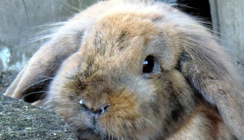 Вздутие живота у кроликов, первая помощь, лечение и профилактика