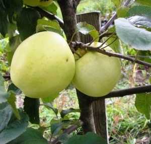 О яблоне Народное: описание и характеристики сорта, уход и выращивание