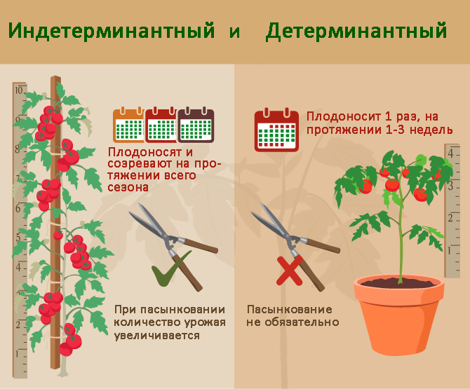 Схематичное различие помидоров детерминантных и индетерминантных сортов