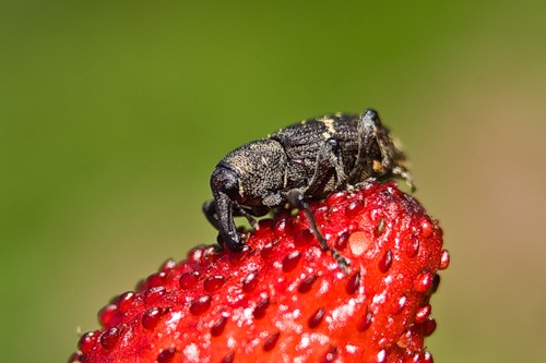 Долгоносик на клубнике — как бороться с вредителем, чем обрабатывать клубнику и средства для избавления от насекомых (105 фото)