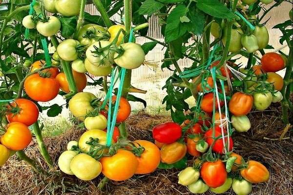 Как высаживать помидоры лунка в лунку. посадка помидоров по два в лунку: что дает? схема посадки томатных кустиков