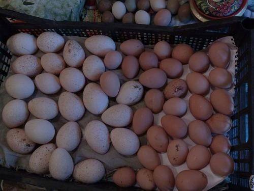 Инкубация яиц: диагностика ошибок режима инкубирования (часть третья)