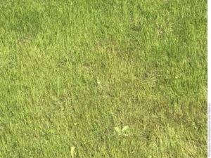 Причины пожелтения травы на газоне: что делать если сохнет пятнами
