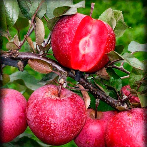 Характеристика розовых яблок, преимущества сорта