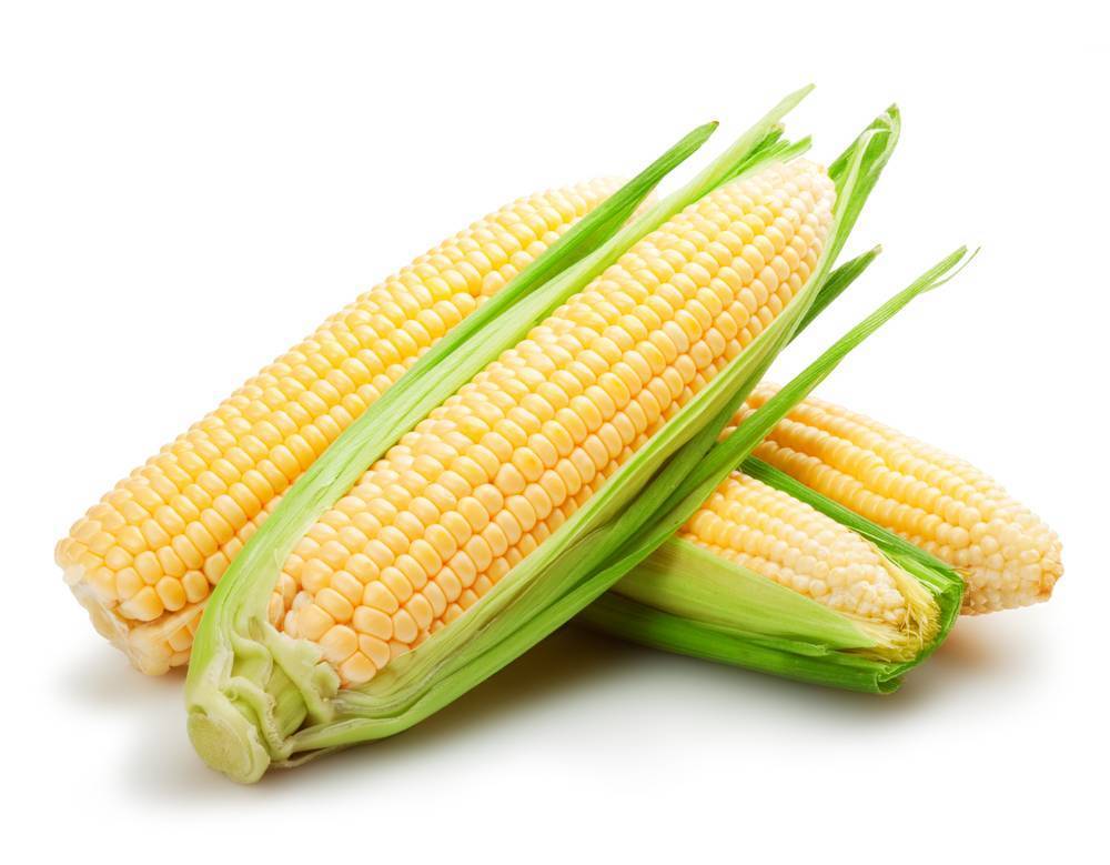 Кукуруза: выращивание из семян, фото, посадка и уход в открытом грунте, виды и сорта
