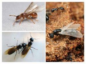 В доме появились муравьи с крыльями. как с ними бороться?