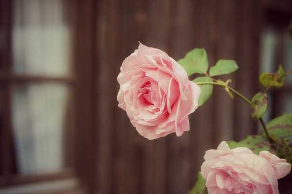 Как вырастить розу из букета — самые  эффективные способы с фото и видео
