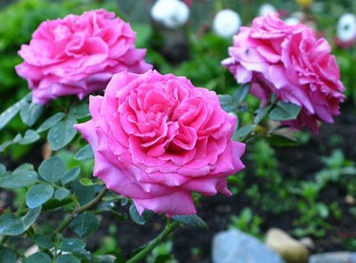 Выращиваем чайно-гибридные розы и выбираем сорта