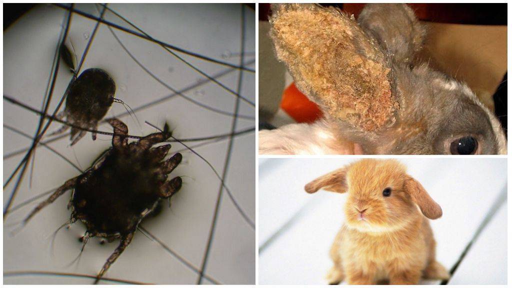 У кроликов в ушах короста — чем лечат в домашних условиях: причины болезни