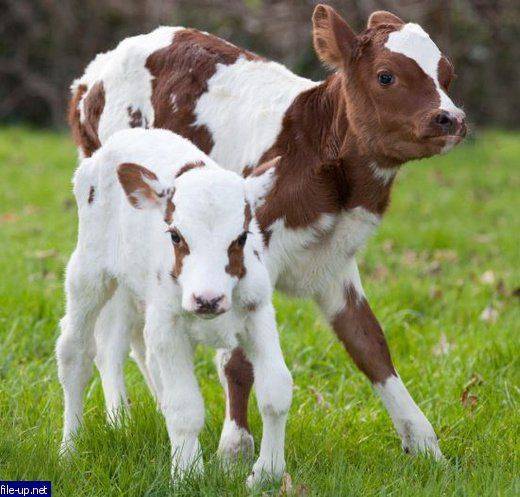 Айрширская порода коров: характеристика крс 2020