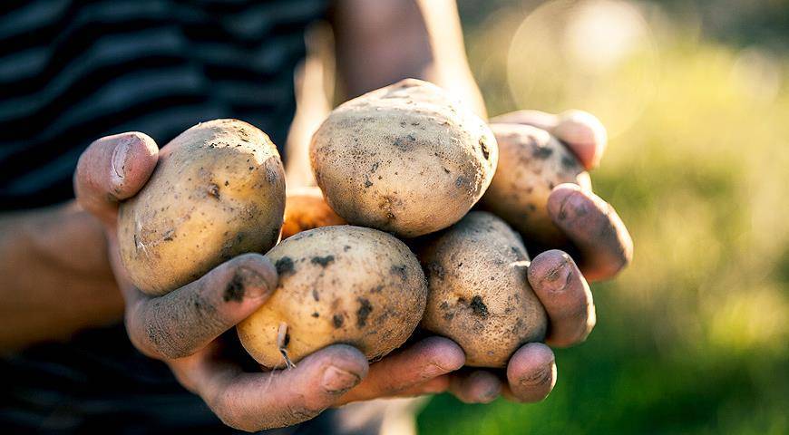 Лучшие скороспелые сорта картошки для россии — характеристика