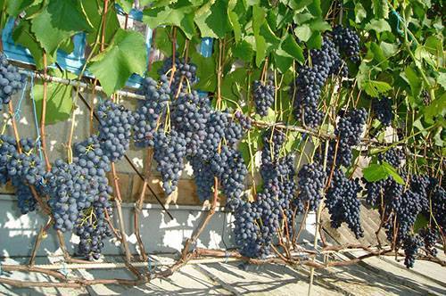 Пошаговая инструкция подвязки винограда для начинающих