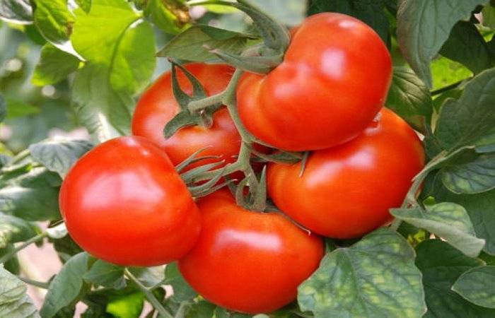 Томат "джина": описание сорта и агротехника выращивания