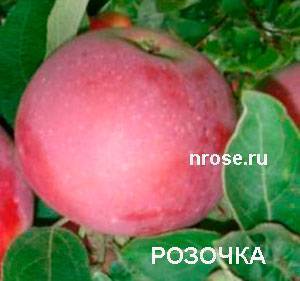 Особенности выращивания и ухода за яблоней сорта айдаред