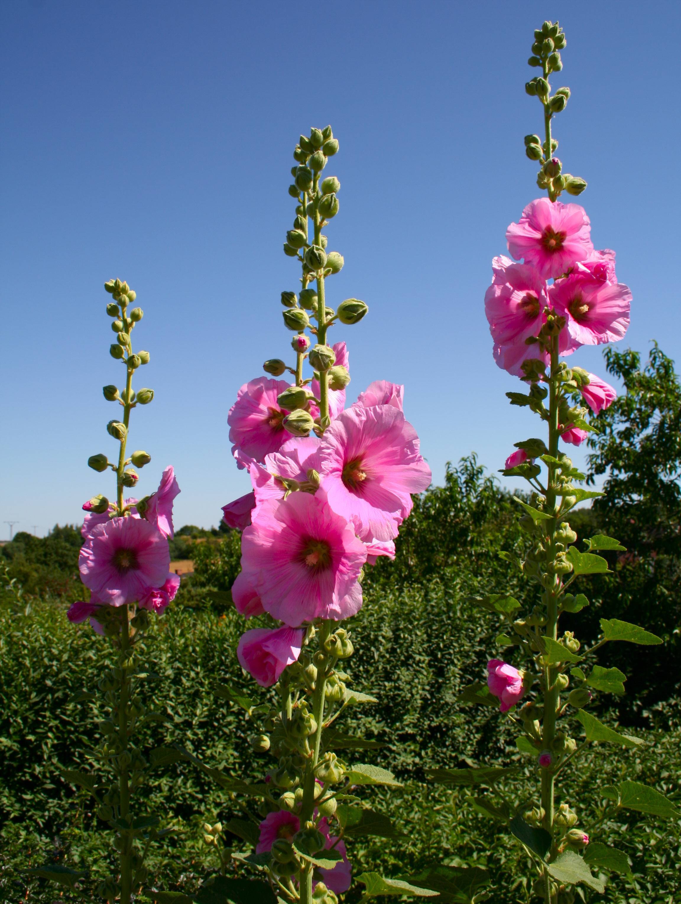 Описание однолетнего растения шток-роза, выращивание из семян