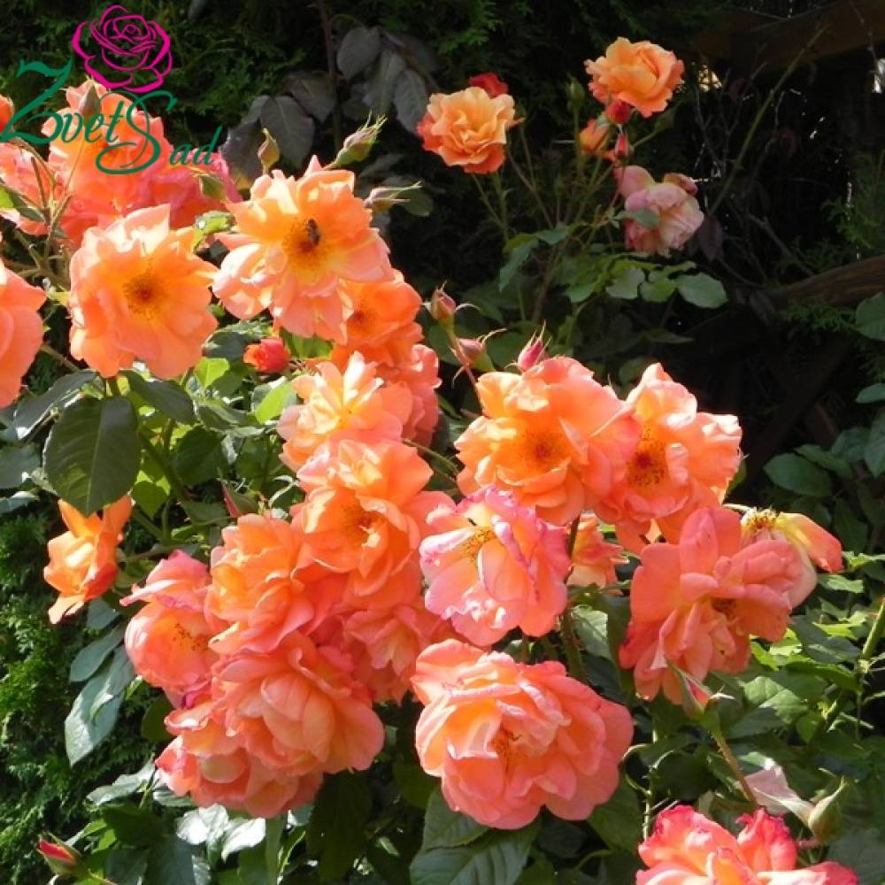 Роза вестерленд (westerland) — описание полуплетистого сорта