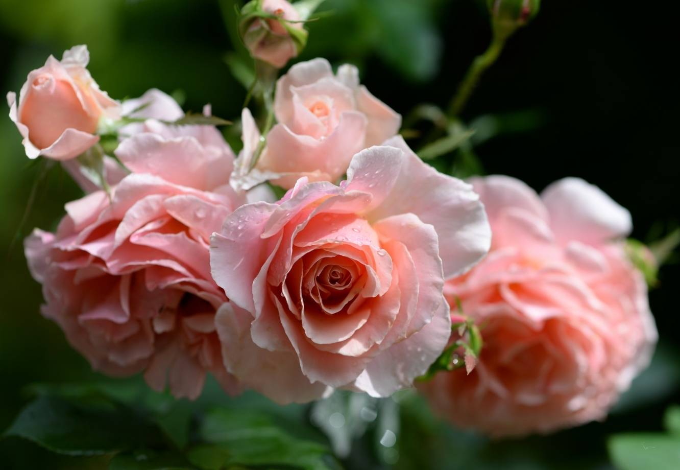 Роза изи даз ит – мечта садовода