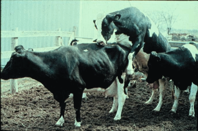 Способы осеменения коров (искусственное оплодотворение КРС, бык осеменитель)