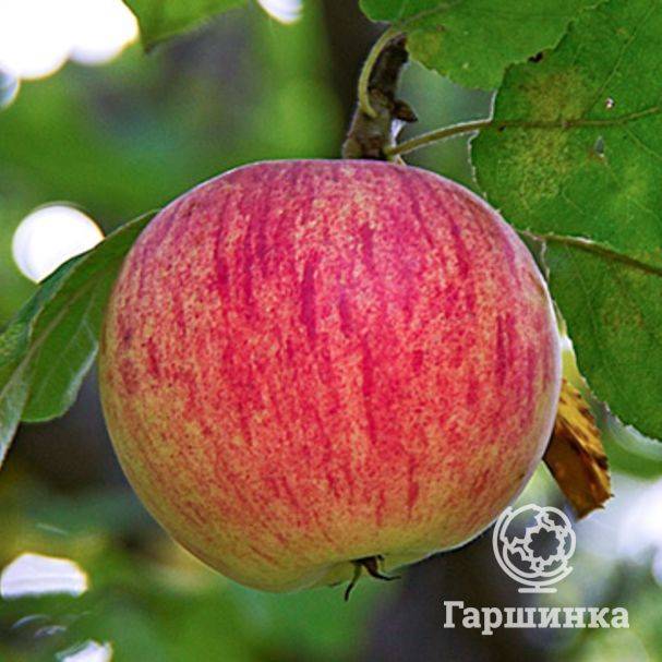 Штрифель — яблоки из прибалтики: описания и фотографии